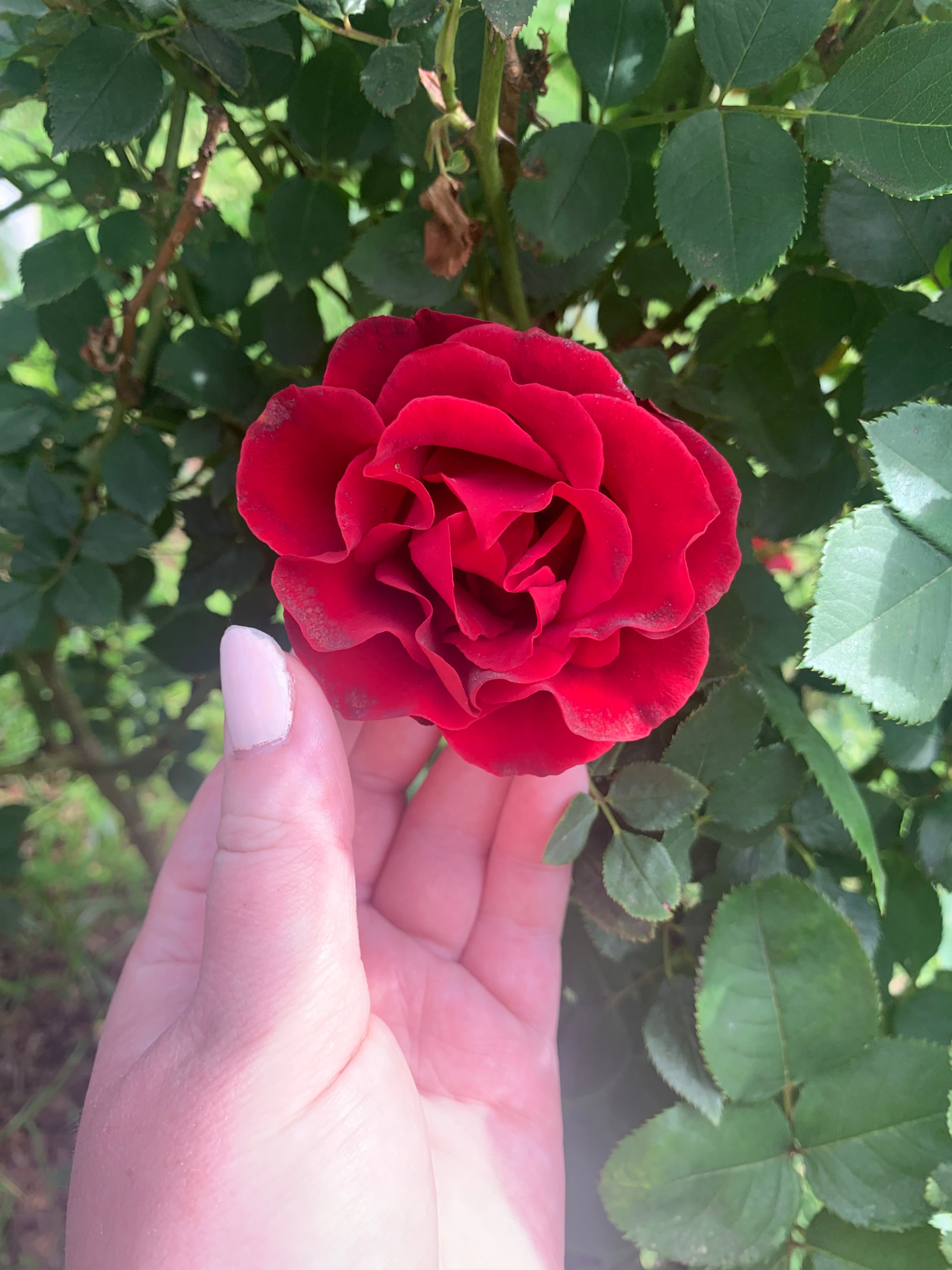 My Dancing in the Dark Rose Bush